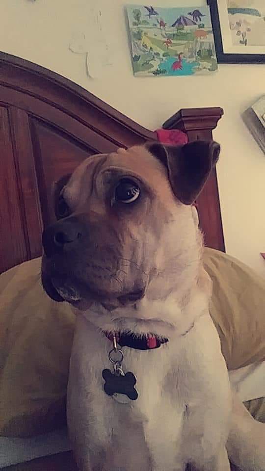 Readers pet photos